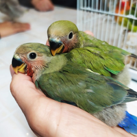 Inseparabili rosecollis allevati a mano
