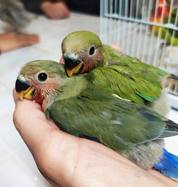 Inseparabili rosecollis allevati a mano