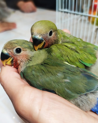 Inseparabili rosecollis allevati a mano