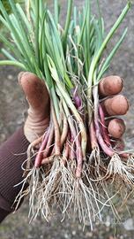 piantine cipolla tropea da trapianto mazzi da 100