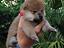 Immagine 6