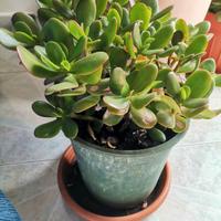 crassula ovata, albero di giada