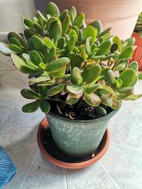crassula ovata, albero di giada