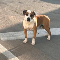 American staffordshire terrier