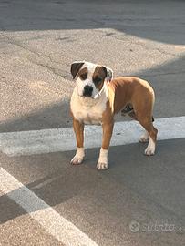 American staffordshire terrier