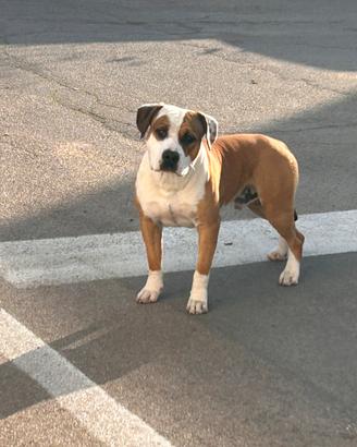 American staffordshire terrier