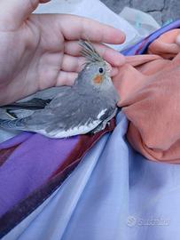 Animali