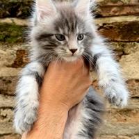 Cuccioli Maine Coon