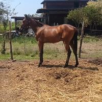 Puledro trottatore lettera L