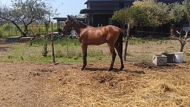 Puledro trottatore lettera L