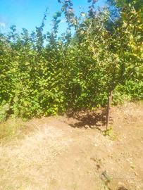 piante di nocciole 