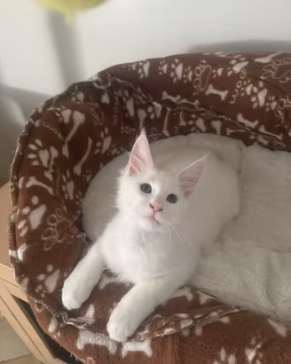 Maine coon cuccioli