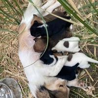 Cuccioli di mitici piccolissimi