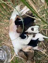 Cuccioli di mitici piccolissimi