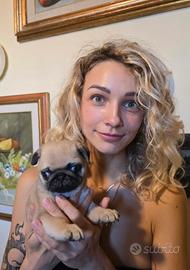 Carlino, 2 mes, con pedigree