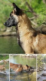 Cuccioli di Pastore Belga Malinois