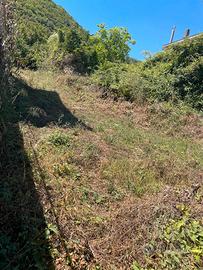 Terreno agricolo