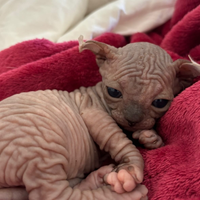 Ultima gattina sphynx