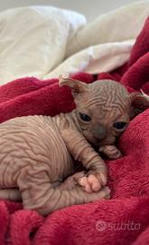 Ultima gattina sphynx