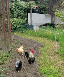 Gallo