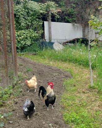 Gallo