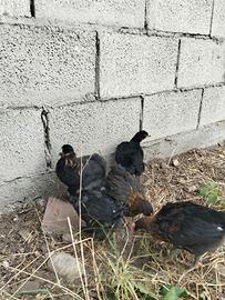 Pulcinotti Marans e Olive egger