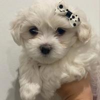 Maltese toy