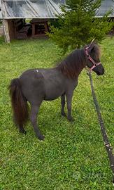 Mini pony femmina 72 cm