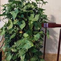 Piante da appartamento 