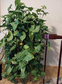 Piante da appartamento 