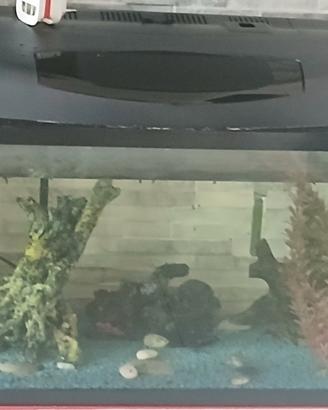 acquario 100 lt