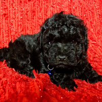 Cuccioli di barboncino Toy da borsetta