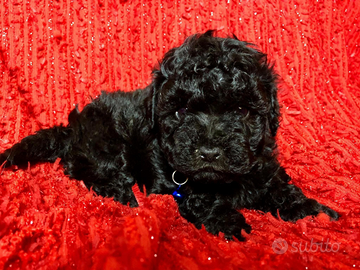Cuccioli di barboncino Toy da borsetta
