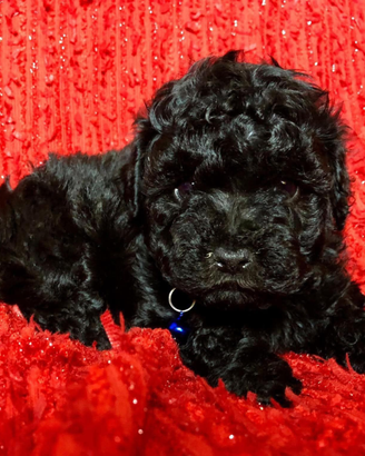 Cuccioli di barboncino Toy da borsetta