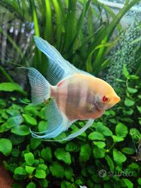 Splendido esemplare Maschio di Scalare Albino (Adu