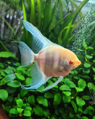 Splendido esemplare Maschio di Scalare Albino (Adu