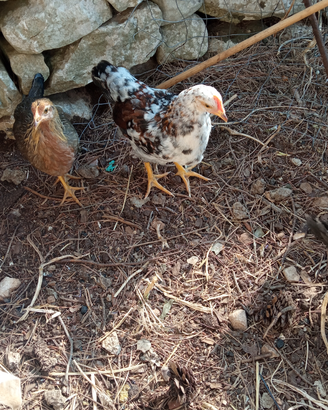 Animali da cortile