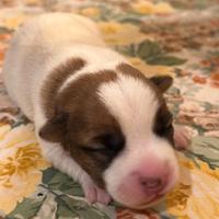 Cuccioli di Jack Russell