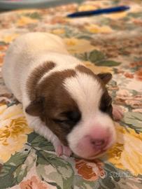 Cuccioli di Jack Russell