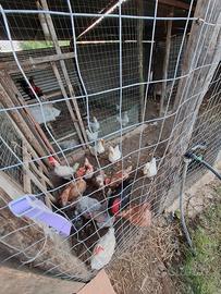 Anatre galline