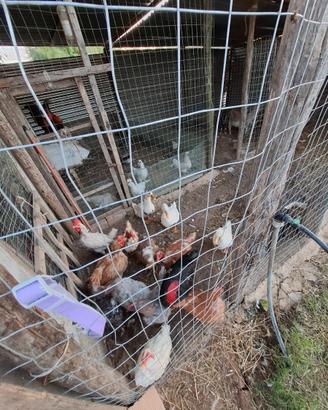 Anatre galline