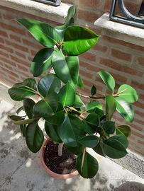pianta ficus 