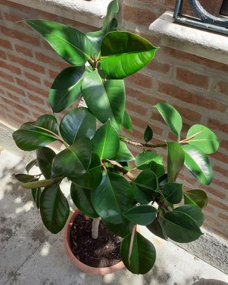 pianta ficus 