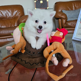 Allevamento Volpini Italiani