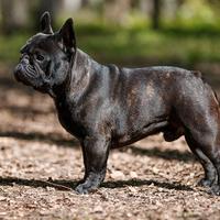 Bulldogg francese di un anno e mezzo