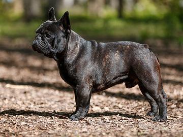 Bulldogg francese di un anno e mezzo