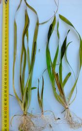 Vallisneria Gigantea Pianta Acquario