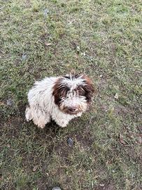 Lagotto romagnolo