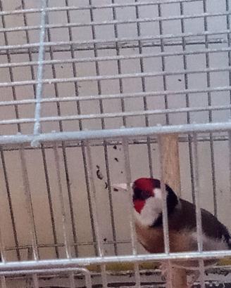 Cardellino