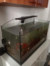 acquario 